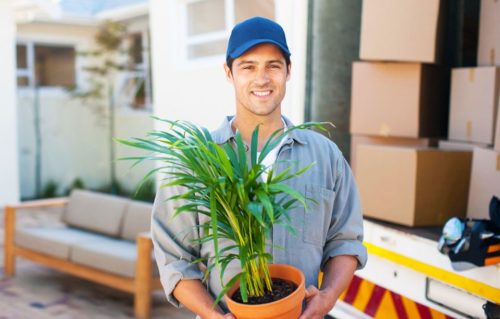 Mover carrying plant - part of various moving services offered