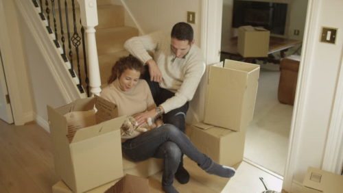 Moving house with a cat