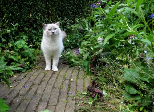 Moving house with a cat; get your cat used to their new home