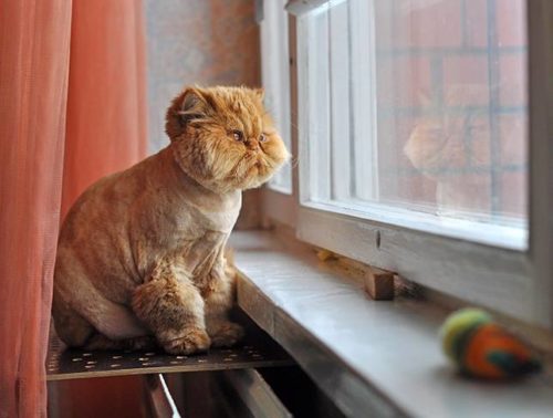 Moving house with a cat