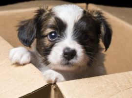 Moving house with a dog