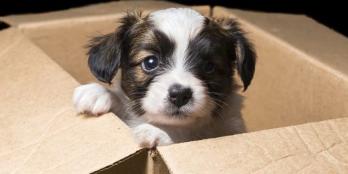 Moving house with a dog